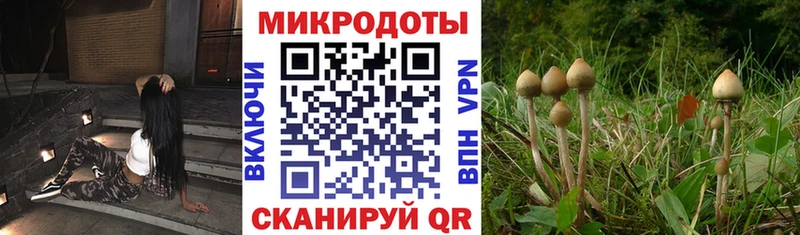дарк нет официальный сайт  Шилка  Галлюциногенные грибы прущие грибы  как найти закладки 